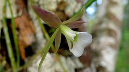 صورة Brassavola reginae Pabst