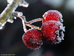 Image of Common Hawthorn