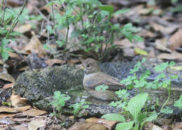 Image of Indigo Bunting