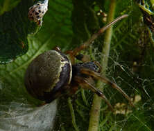 Araneus horizonte Levi 1991 resmi