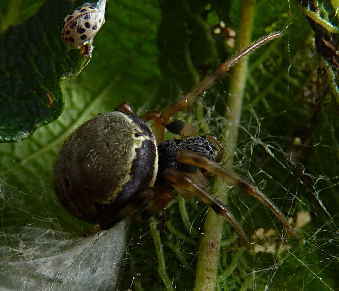 Araneus horizonte Levi 1991 resmi