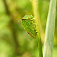 Image of Buffalo treehopper