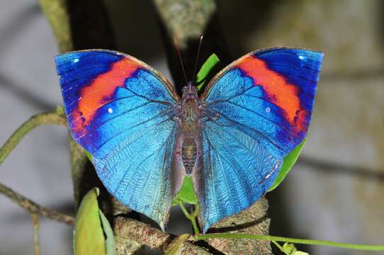 Image of Indian leafwing