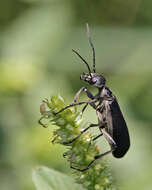 Image of Margined Blister Beetle