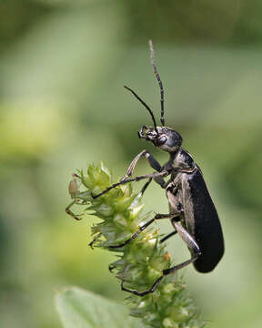 Image of Margined Blister Beetle