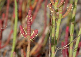 Image of Chickenclaws