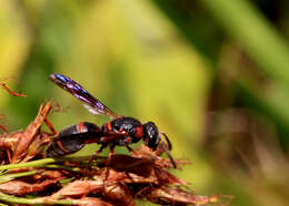 Image of Parancistrocerus fulvipes rufovestis Bohart 1948