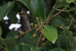 Plancia ëd Lagerstroemia microcarpa Wight