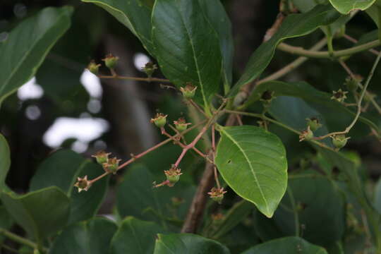 Plancia ëd Lagerstroemia microcarpa Wight