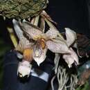 Image of Stanhopea napoensis Dodson