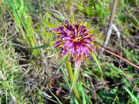 Image of Tragopogon porrifolius subsp. porrifolius