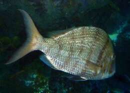 Image of Littlemouth Porgy