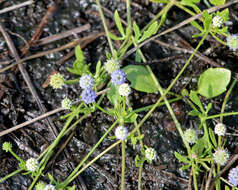 Eryngium baldwinii Spreng. resmi