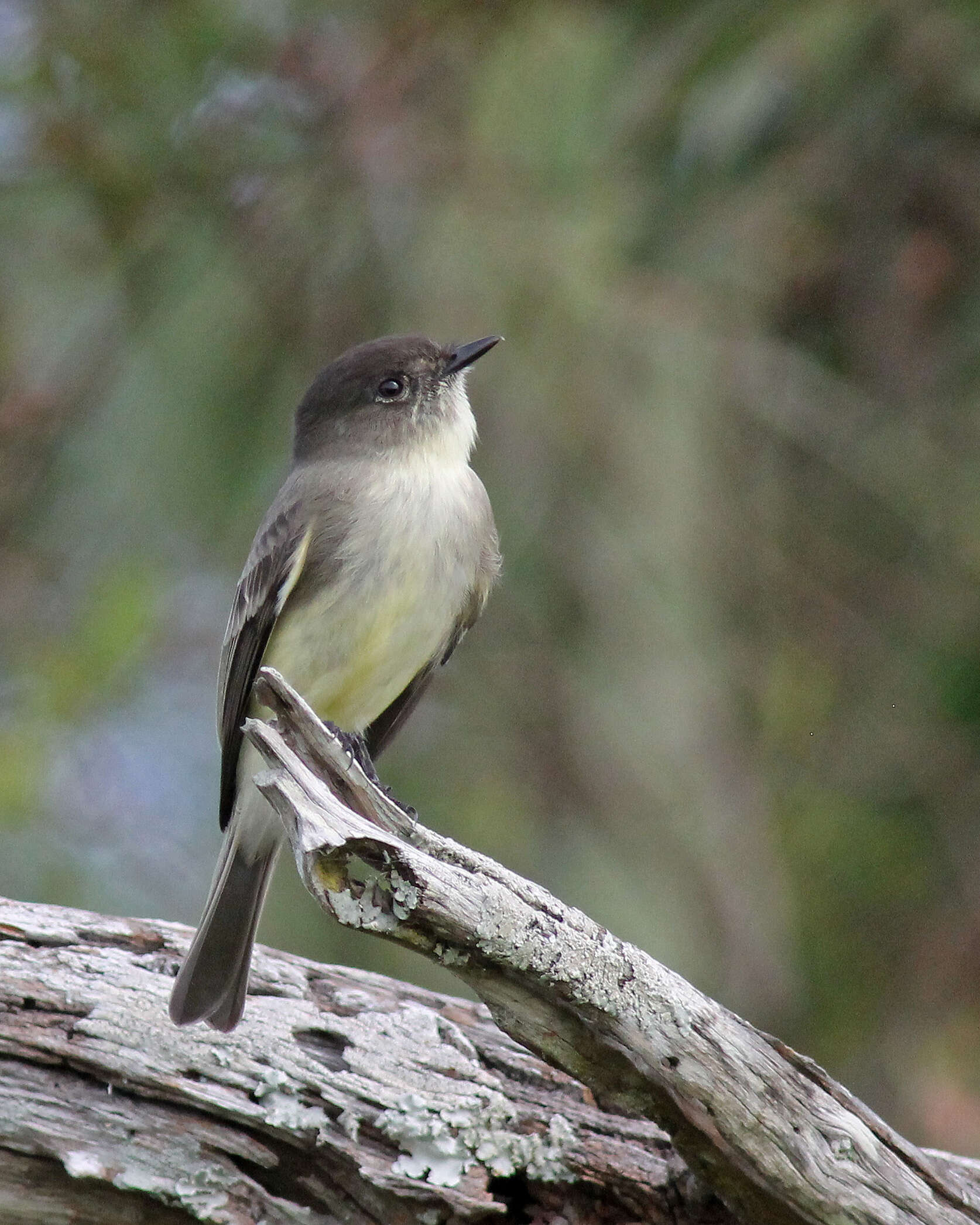 Image of Eastern Phoebe