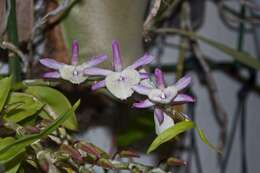 Image de Dendrobium polyanthum Wall. ex Lindl.