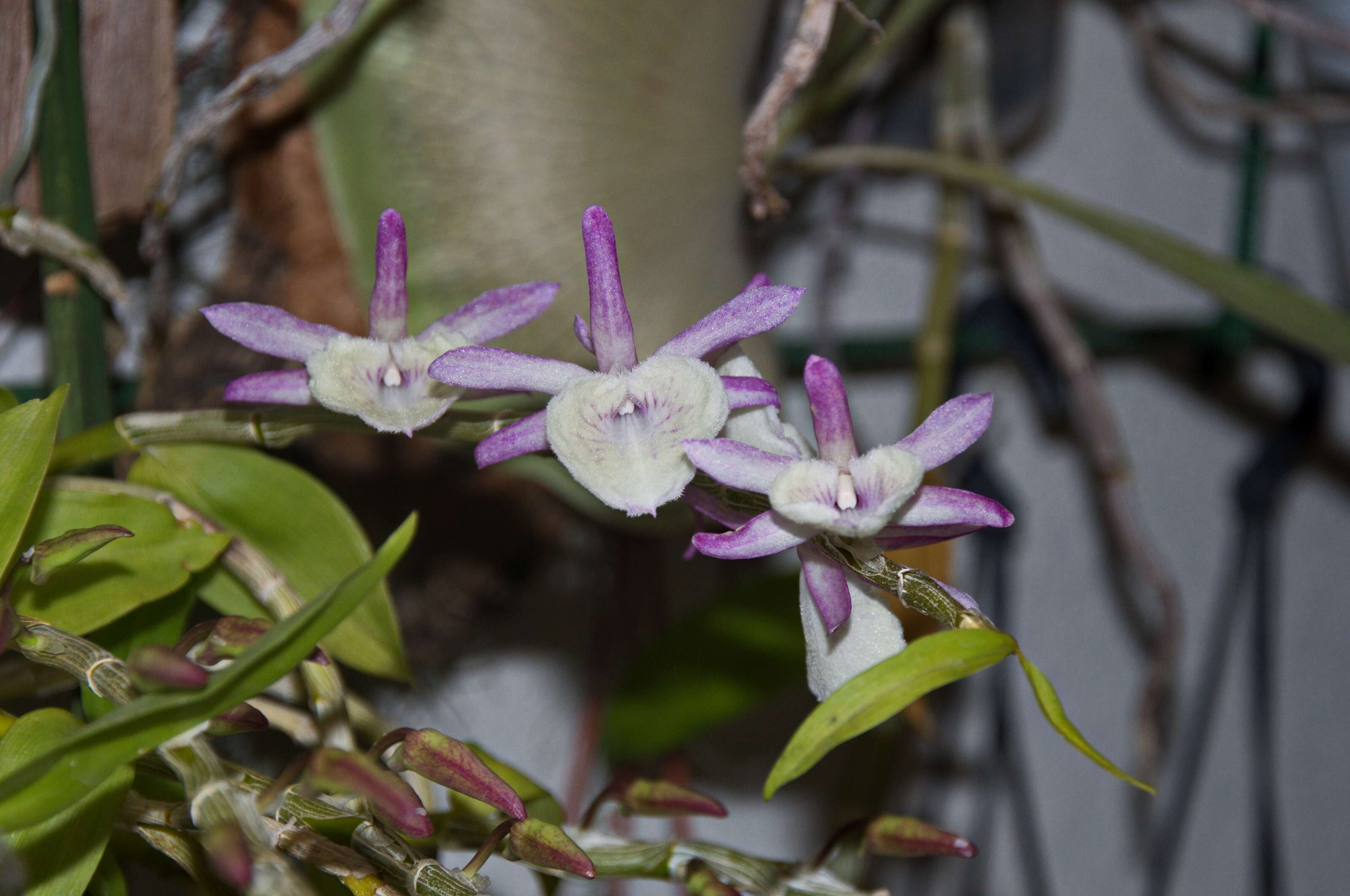 Imagem de Dendrobium polyanthum Wall. ex Lindl.