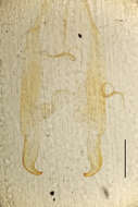 Image of Alloblandex granulatus Hincks 1957