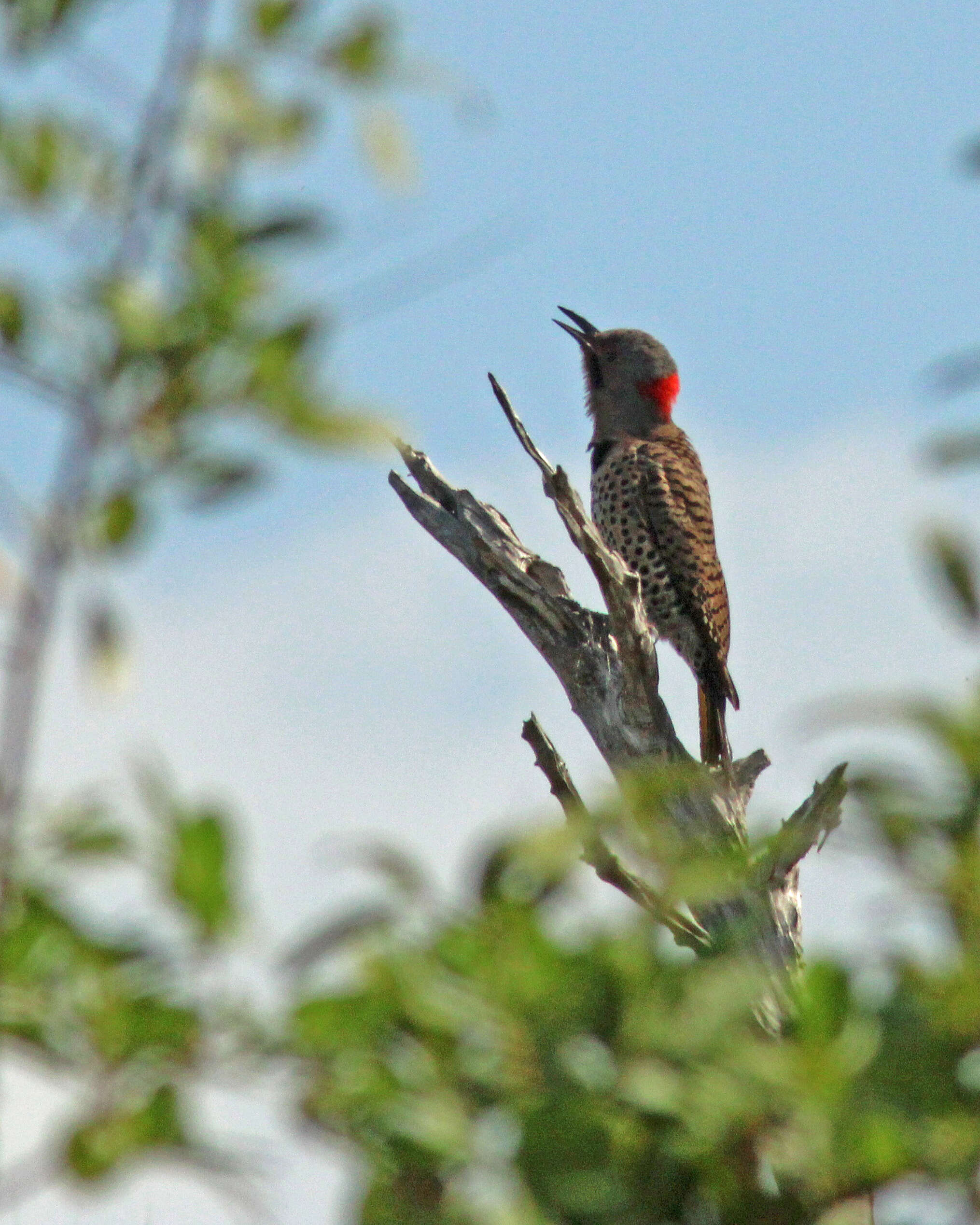 Image of Northern Flicker