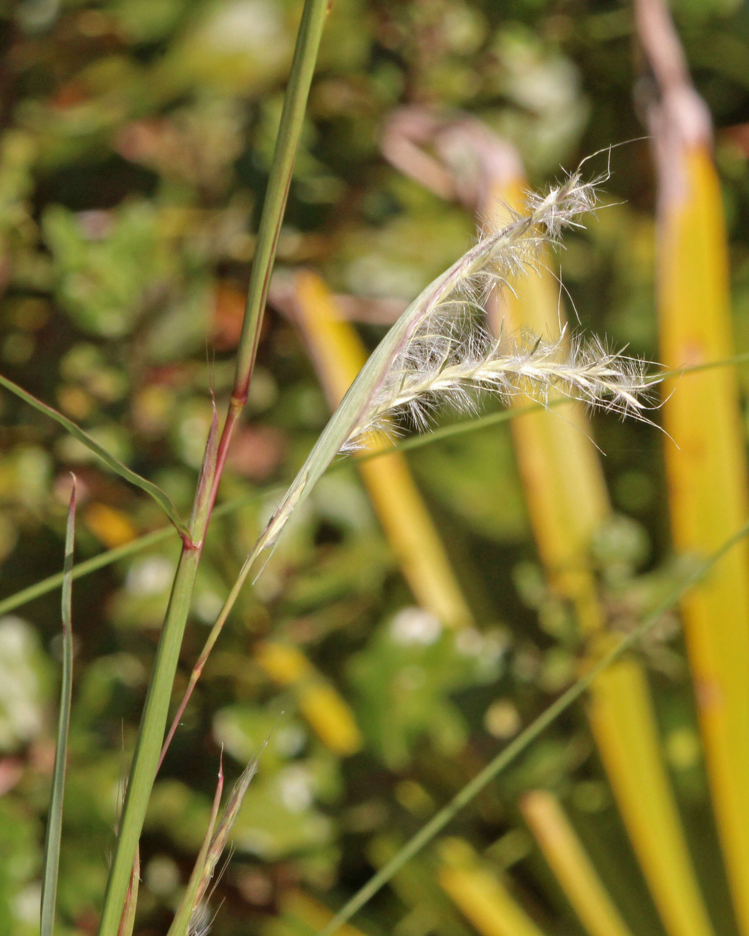 Image of splitbeard bluestem