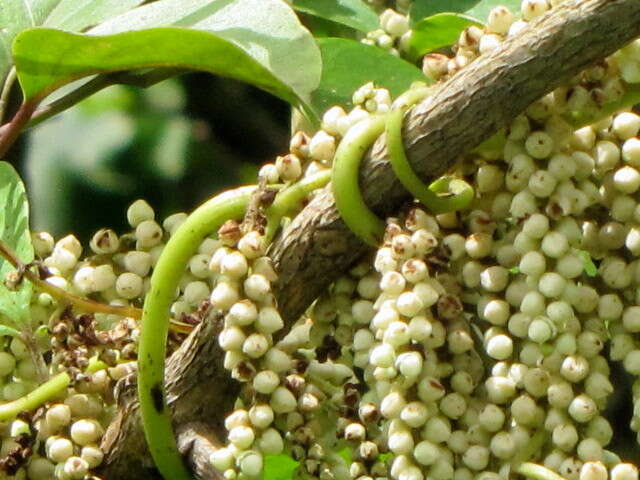 Image of fiveleaf yam