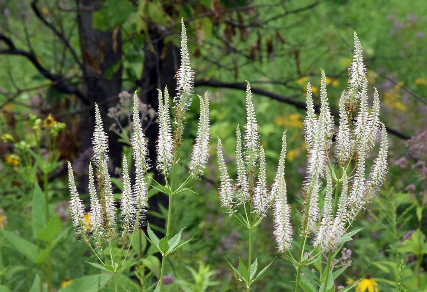 Image de Veronicastrum virginicum (L.) Farw.