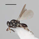 Platygaster hanssoniana Buhl 2003的圖片