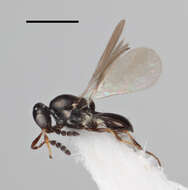 Image of Platygaster hanssoniana Buhl 2003