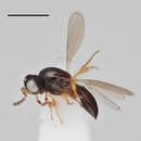 Image of Euxestonotus pilipterus Buhl 2005