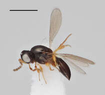 Image of Euxestonotus pilipterus Buhl 2005