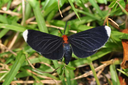 Image of White-tipped Black