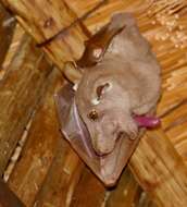 Image of Epauletted Fruit Bats