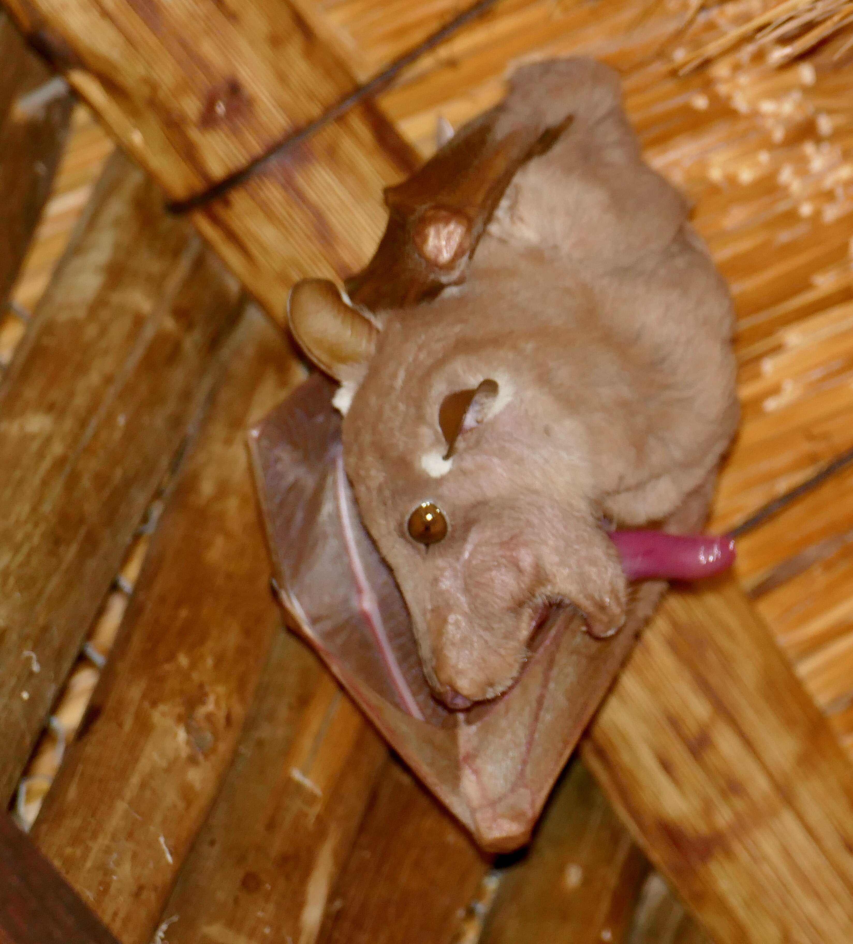 Image of Epauletted Fruit Bats