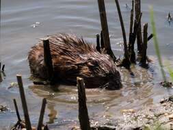 Image of muskrat