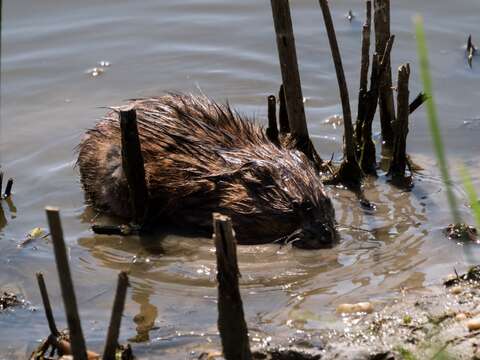 Image of muskrat