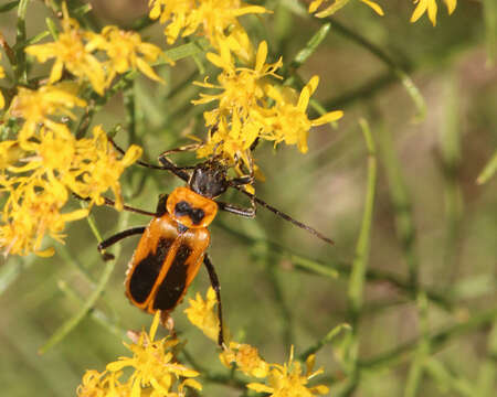 Imagem de Chauliognathus pennsylvanicus (De Geer)