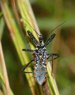 Image of Rhynocoris albopunctatus (Stål 1855)