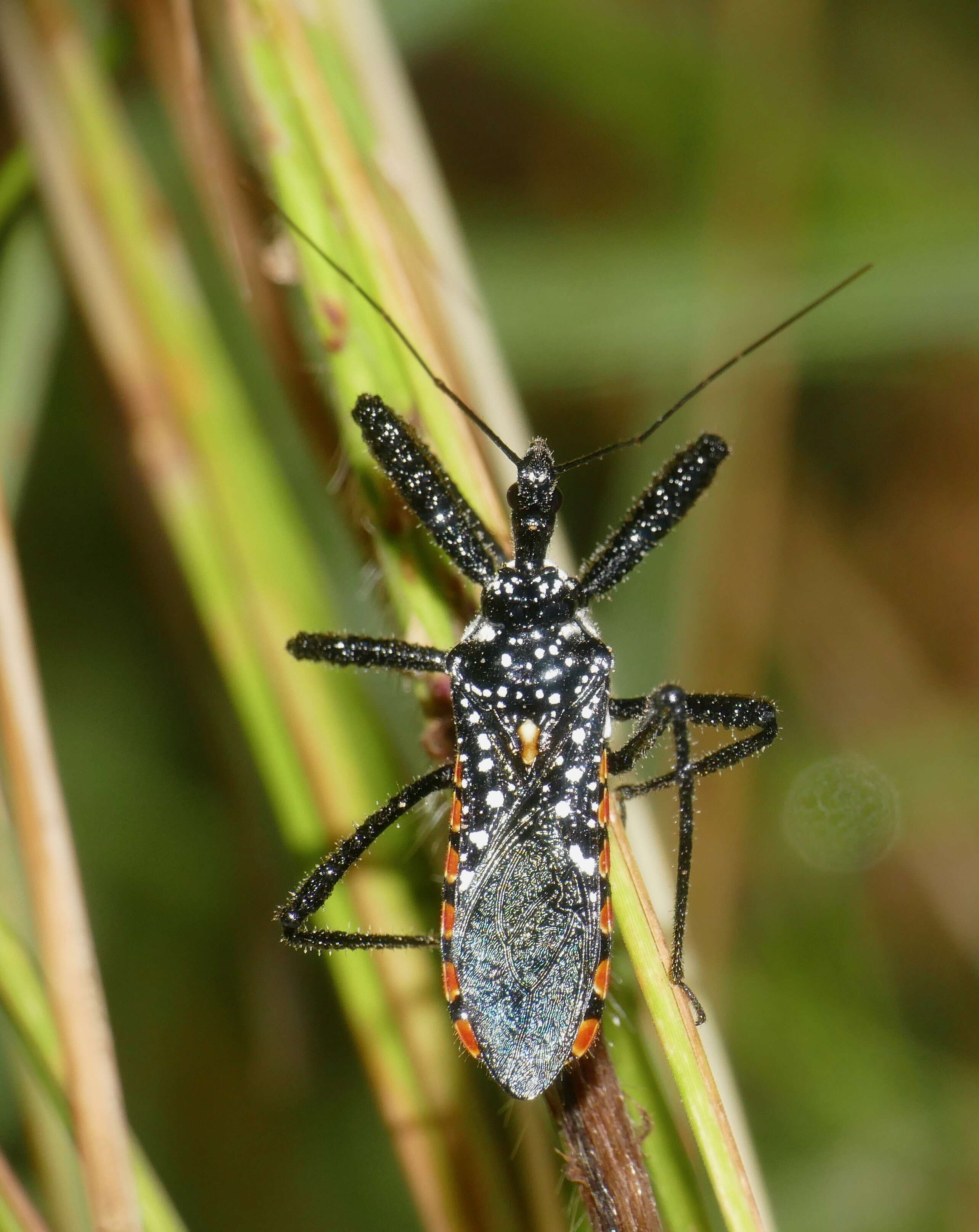 Image of Rhynocoris albopunctatus (Stål 1855)