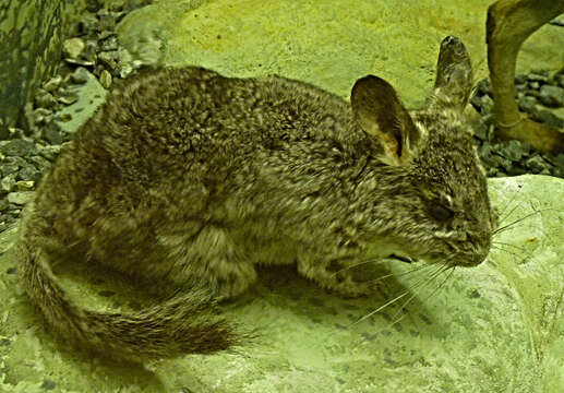 Image of chinchilla