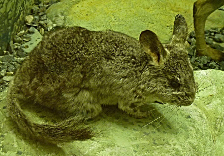 Image of Long-tailed Chinchilla