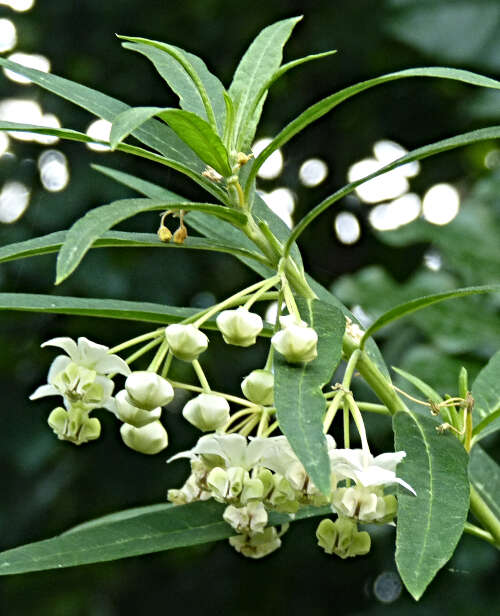 Image of Shrubby milkweed