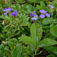 Imagem de Aubrieta columnae Guss.