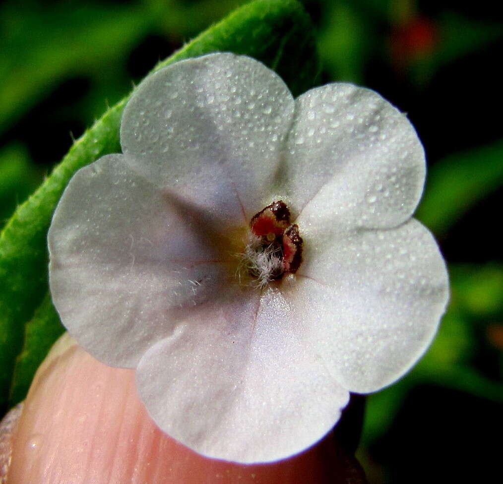 Trichodesma inaequale Edgew. resmi