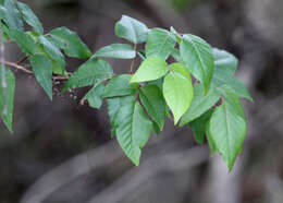 Image of eastern poison ivy