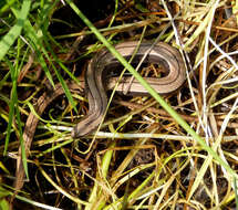 Image of Slow worm