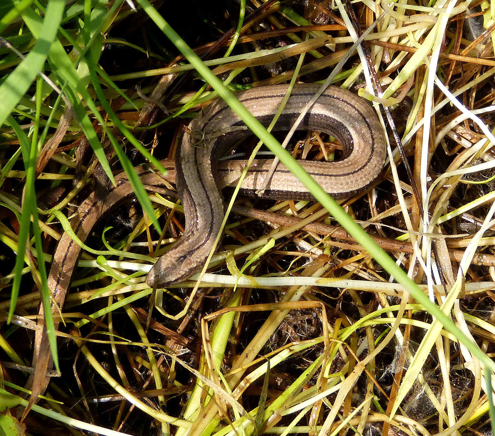 Image of Slow worm