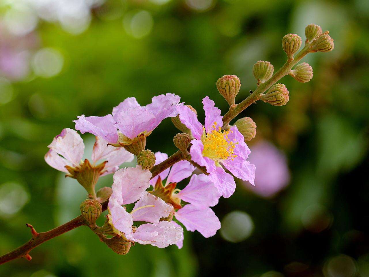 Lagerstroemia speciosa (L.) Pers.的圖片