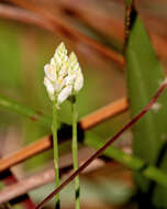 Plancia ëd Polygala setacea Michx.