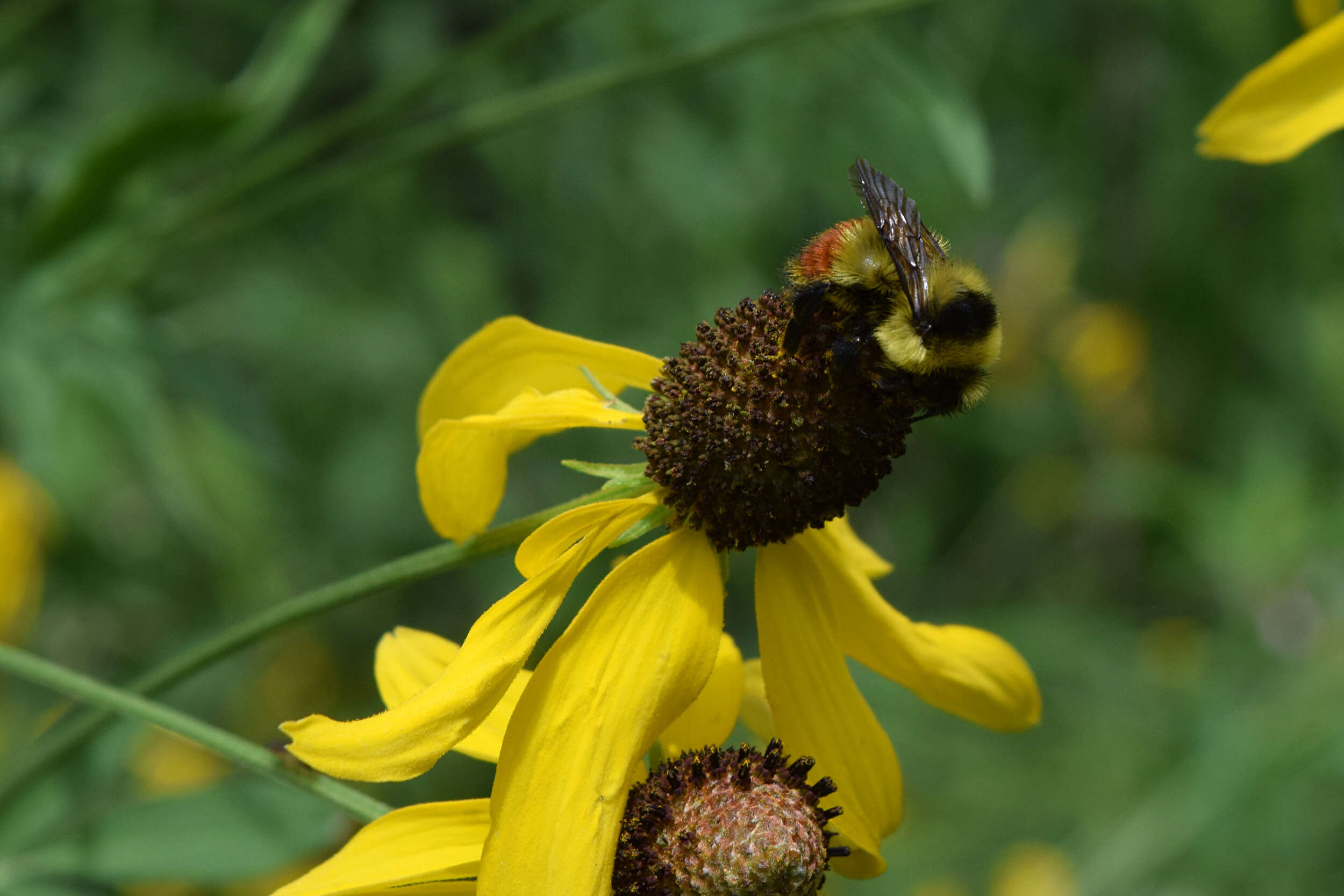 Image of Red-belted Bumble Bee