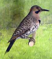 Image of Northern Flicker