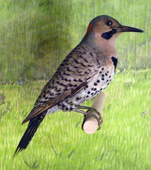 Image of Northern Flicker